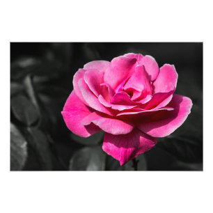 Fotoabzug Rosa Rose Eleganz Fotodruck