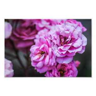 Fotoabzug sanfte rosa Rosen Fotodruck