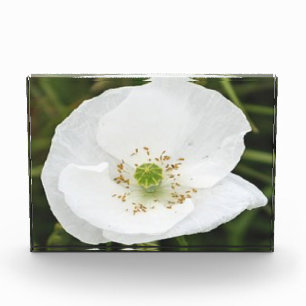 Fotoblock mit Blumen