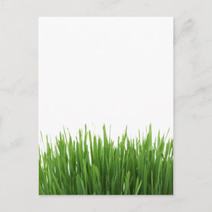 Fotodruck auf sonniger, hellgrüner Rasenfläche Postkarte