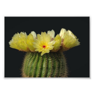 Fotodruck-Blühender Kaktus Fotodruck