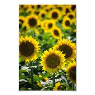 Fotodruck - Das Sonnenblumenfeld