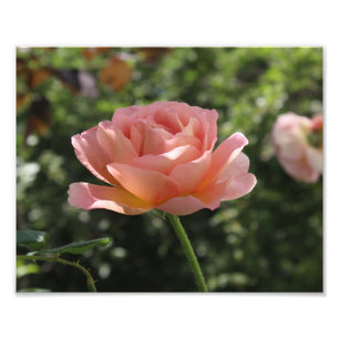 Fotodruck der Abraham Darby Rose