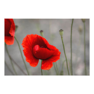 Fotodruck Die Rote Mohnblume