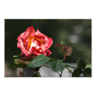 Fotodruck Die verwelkende Rose