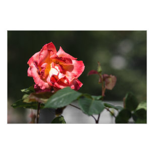 Fotodruck Die verwelkende Rose