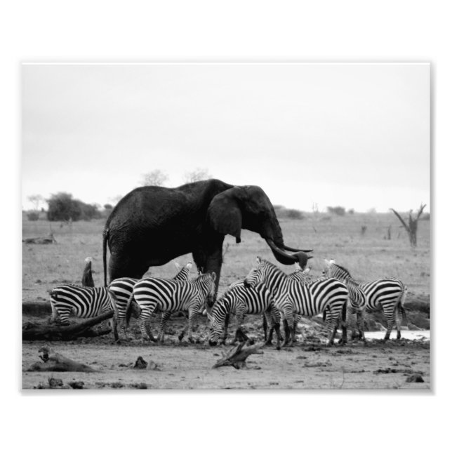 Fotodruck Elefant & Zebras (Vorne)