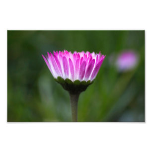 Fotodruck Gänseblümchen-Fotografie