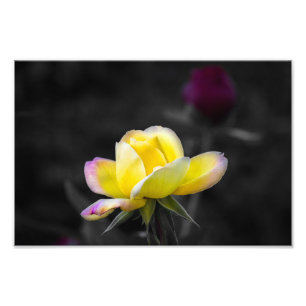 Fotodruck Gelbe Rose Fotografie