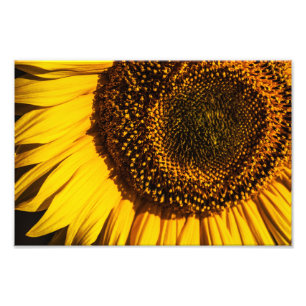 Fotodruck - Nahaufnahme Sonnenblume