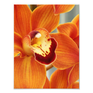Fotodruck Orchideen