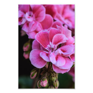 Fotodruck rosa Geranienblüten