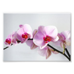 Fotodruck rosa Orchideen