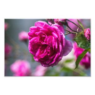 Fotodruck rosa Rose Fotografie