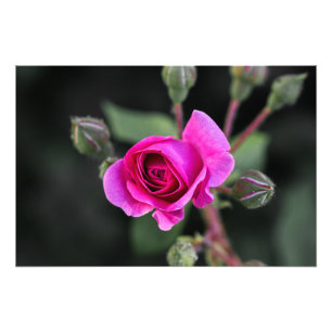 Fotodruck rosa Rose und Knospen Fotografie