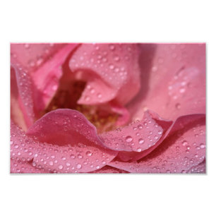 Fotodruck rosa Rosenblüten nach dem Regen