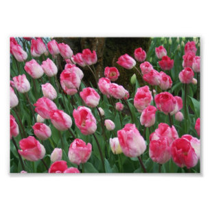 Fotodruck rosa Tulpen