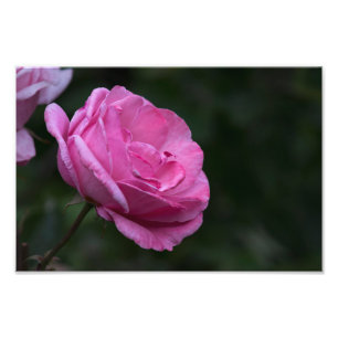 Fotodruck - Rose Charm