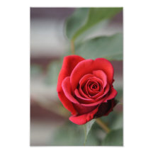 Fotodruck Rote Rose Eleganz Fotografie