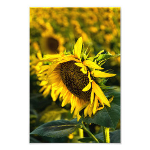 Fotodruck - Sonnenblume fängt die Sonne