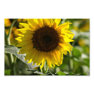 Fotodruck - Sonnenblume isoliert auf dem Feld
