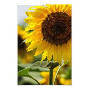Fotodruck - Sonnenblume Sommer Vibranz