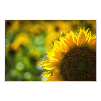 Fotodruck Sonnenblumen Eleganz