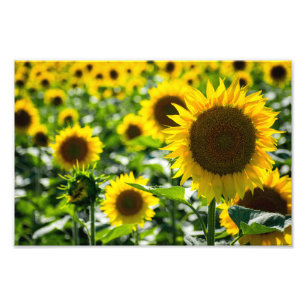 Fotodruck Sonnenblumenfeld Fotografie