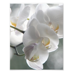Fotodruck Weiße Orchideen