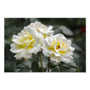 Fotodruck Weiße Rosen Fotografie