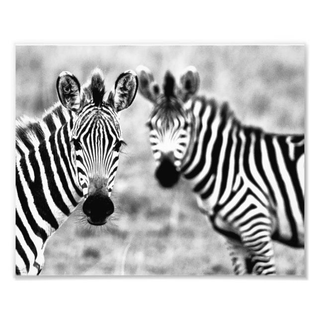 Fotodruck Zebras (Vorne)