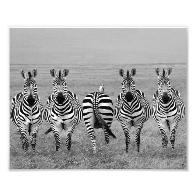 Fotodruck Zebras (Vorne)
