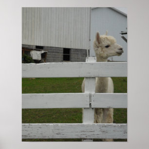 Fotodrucke Poster