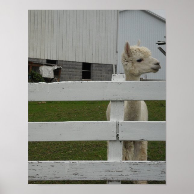 Fotodrucke Poster (Vorne)