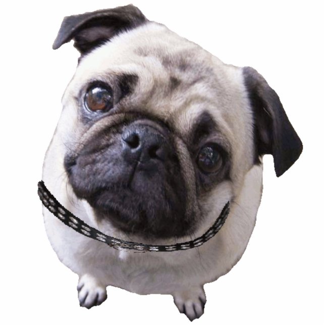 Fotofigur "Mops" (Vorne)