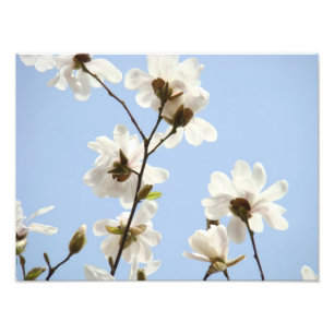 Fotografie Blumengrafien Magnolia-Blume
