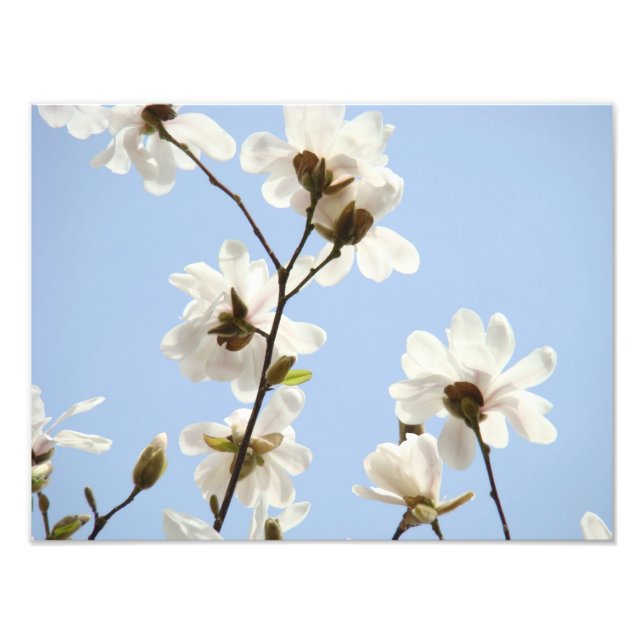 Fotografie Blumengrafien Magnolia-Blume (Vorne)