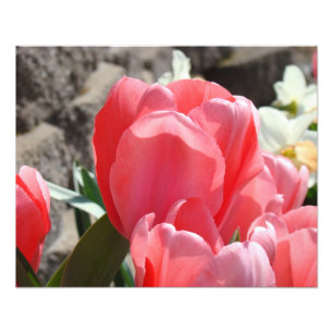 Fotografie-Blumenkunst druckt rosa Tulpe-Blumen Fotodruck