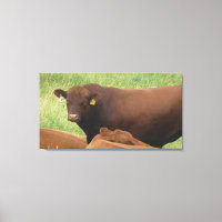 Fotografie der Kleinwestkühe mit Wrapped Canvas Ar