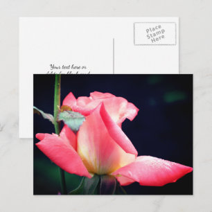 Fotografie der rosa Knospe Pink Rosebud Delight Fl Postkarte