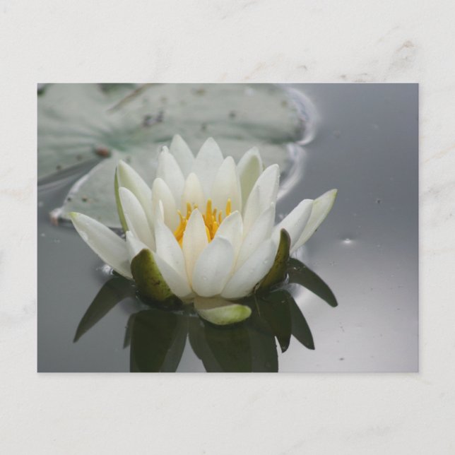 Fotografie der Wasserlilie Postkarte (Vorderseite)