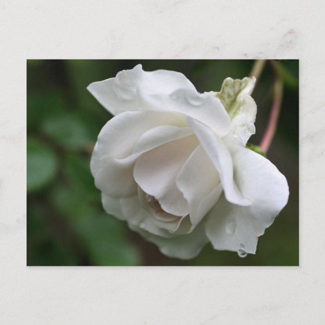 Fotografie der weißen Rosenblume auf der Postkarte (Vorderseite)