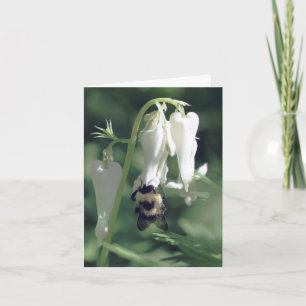 Fotografie einer Biene auf weißer Aquifolie-Blume