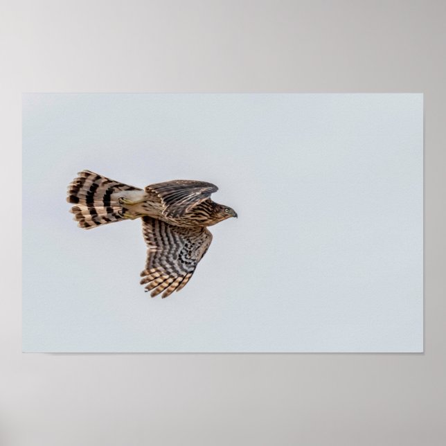 Fotografie eines fliegenden Sperbers Poster (Vorne)