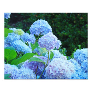 Fotografie Florale Dekorative Kunst Drucke Hydrang