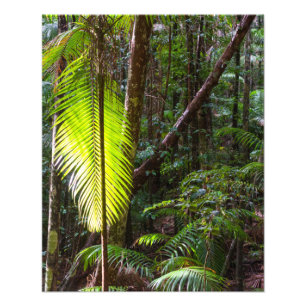 Fotografie grüner Regenwald Blätter Australien