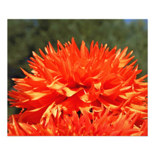 Fotografie-Naturkunst druckt orange Dahlie-Blume Fotodruck