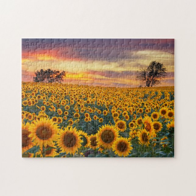 Fotografie Sonnenblumenfeld-Komplex Jigsaw-Puzzles (Horizontal)