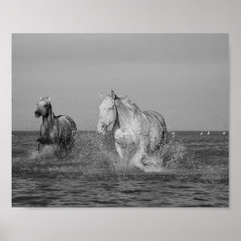 Fotografie von Equine Fine Art, Poster