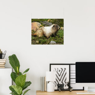 Fotografie von Grauem Murmeltier in freier Wildbah Poster